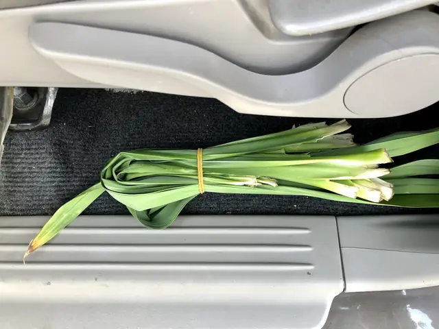 3/ Khử Mùi Nội Thất Xe Ô Tô Bằng Lá Dứa