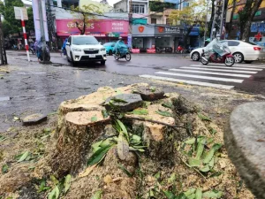 Không Có Chuyện Chặt Cây Làm Trạm Sạc Xe Điện Trước Cổng Trường Thpt Trần Quốc Tuấn - Ảnh 1.