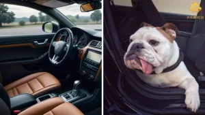 Keo Con Chó Có Mùi Gì Và Vì Sao Gây Khó Chịu Trên Ô Tô?