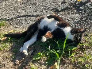 Mèo Chui Vào Xe Ô Tô Đánh Con Gì? Hướng Dẫn Xử Lý An Toàn