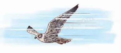 Đi Xe Ô Tô Từ Nhà Đến Trường