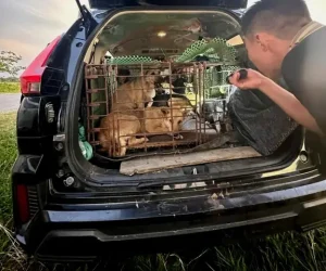 Bắt Nhóm Người Có Nhiều Tiền Án Chuyên Dùng Ô Tô Đi Trộm Chó - Ảnh 2.