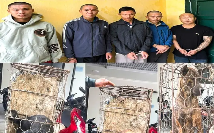 Bắt Nhóm Người Có Nhiều Tiền Án Chuyên Dùng Ô Tô Đi Trộm Chó - Ảnh 3.