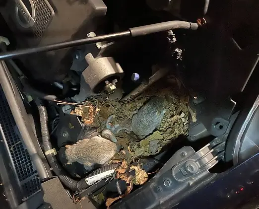 Cách Phát Hiện Chuột Chui Vào Xe Ô Tô Cách Phát Hiện Chuột Chui Vào Xe Ô Tô