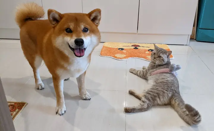 Giày Chó Đi Xe Ô Tô