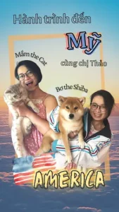 Giày Chó Đi Xe Ô Tô