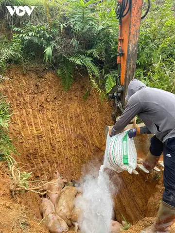 Xu Phat 5 Tai Xe Van Chuyen Lon Khong Kiem Dich Hinh Anh 1