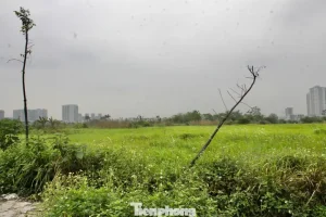 Theo Tìm Hiểu, Dự Án Công Viên Chu Văn An Dự Kiến Hoàn Thành Vào Quý I Năm 2020, Nhưng Đến Nay, Các Hạng Mục Trong Công Viên Vẫn Ngổn Ngang, “nằm Im Bất Động”. Nhiều Khu Vực Hoang Hoá, Cây Dại Mọc Um Tùm.