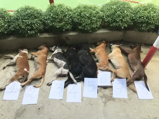 Khởi Tố 2 Thanh Niên Trộm Chó Bị Ô Tô Tông Ở Quận 12