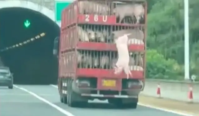 Lợn Nhảy Khỏi Xe Ô Tô: Hiện Tượng Kỳ Lạ Và Những Nguy Cơ Tiềm Ẩn