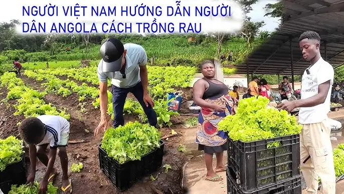 Hướng Dẫn Mang Xe Ô Tô Từ Angola Về Việt Nam Chi Tiết