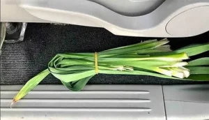 Xử Lý Mùi Hôi Bằng Vật Liệu/chất/sản Phẩm Khử Mùi Thường Có Sẵn Tại Nhà