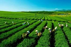 Đồi Chè Tâm Châu – Địa Điểm Du Lịch Bảo Lộc Nổi Tiếng