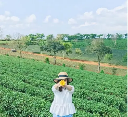 Đồi Chè Tâm Châu – Địa Điểm Du Lịch Bảo Lộc Nổi Tiếng