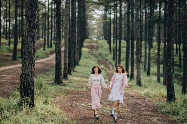 Giới Thiệu Rừng Thông Bồ Bồ - "đà Lạt Thu Nhỏ" Gần Đà Nẵng