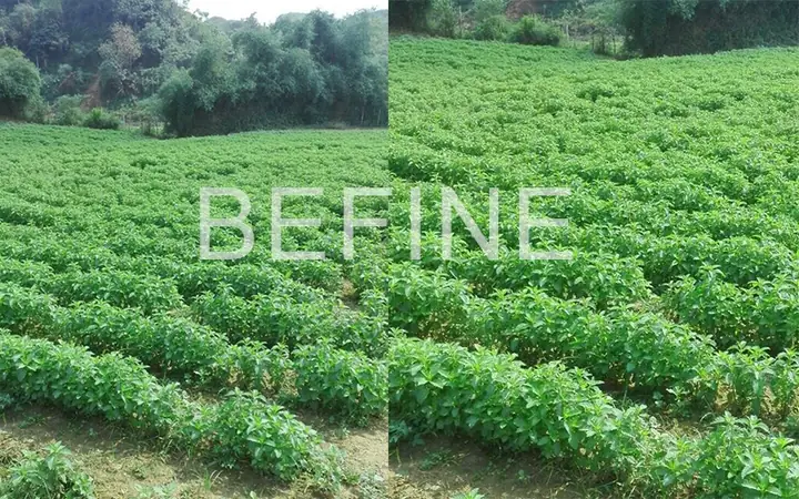 Vùng Nguyên Liệu Sản Xuất Tinh Dầu Bạc Hà Treo Xe Ô Tô Befine