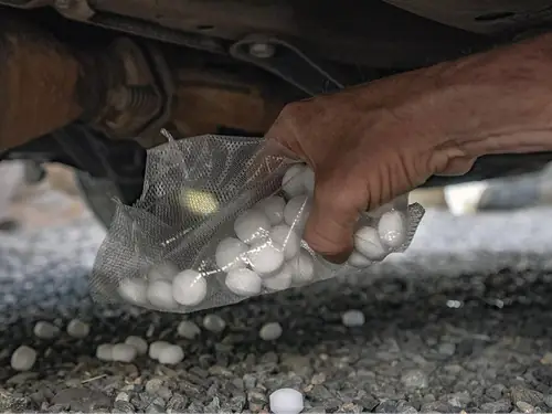 Dùng Băng Phiến, Long Não Đuổi Chuột Ô Tô