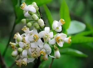 Z4255966708521_d481b713b76928a3eb82b269f55b630a