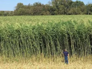 Trang Nào So Sánh Xe Ô Tô Uy Tín Và Chính Xác Nhất?