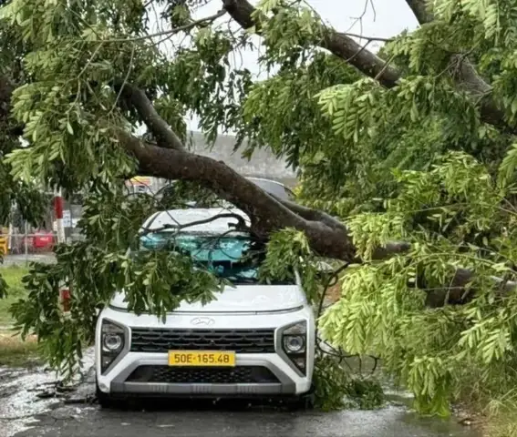 Mưa To Gió Lớn, Cây Đổ Hàng Loạt Đè Nhiều Ô Tô Ở Tp.hcm