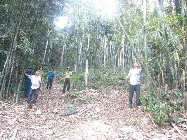 Luồng, Nứa, Vầu Chết Khô - Nguy Cơ Cháy Rừng Cao Mùa Nắng Nóng