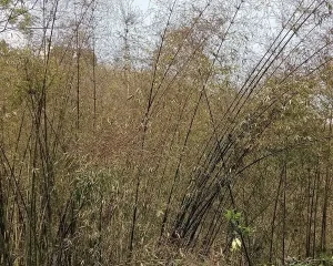 Luồng, Nứa, Vầu Chết Khô - Nguy Cơ Cháy Rừng Cao Mùa Nắng Nóng