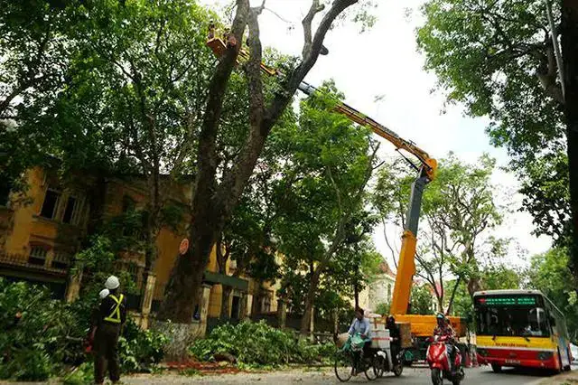 Các Loại Xe Nâng Người Phù Hợp Cho Công Tác Cắt Tỉa Cây Xanh