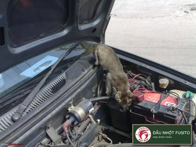 Những Nơi Chuột Hay Chọn Làm Tổ