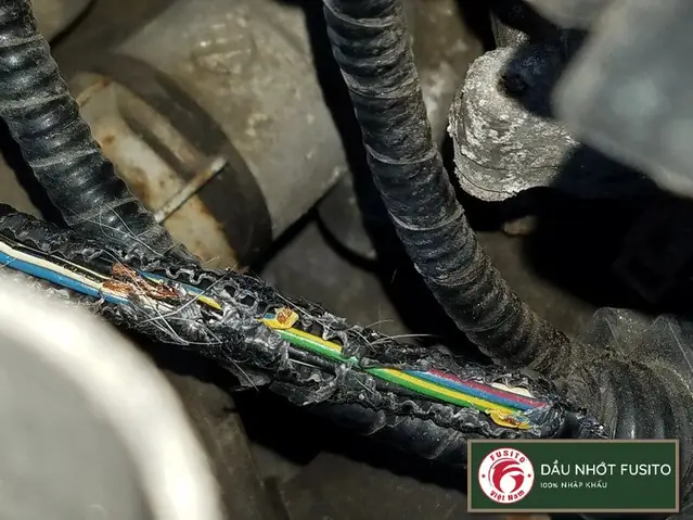 Thiệt Hại Do Động Vật Gặm Nhấm Trên Xe Gây Ra