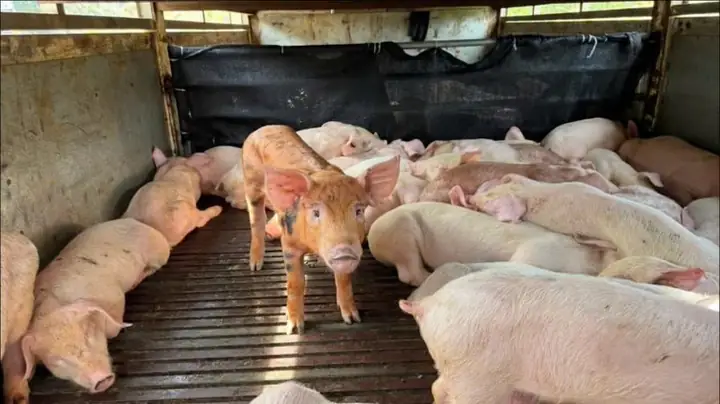 Quyết Liệt Ngăn Chặn Bệnh Dịch Tả Lợn Châu Phi, Bảo Đảm Tăng Trưởng Ngành Chăn Nuôi