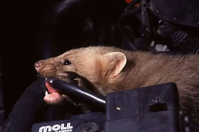 Tránh Côn Trùng, Chuột Phá Hoại