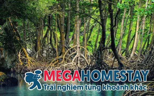 Khu Du Lịch Sinh Thái Rừng Đước – Trải Nghiệm Thiên Nhiên