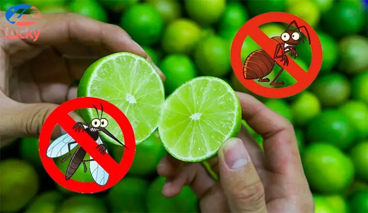 Cách Diệt Gián Trên Xe Ô Tô Bằng Nguyên Liệu Có Tính Axit