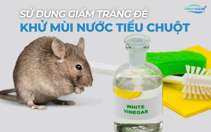 Cách 1: Sử Dụng Giấm Trắng Để Khử Mùi Nước Tiểu Chuột