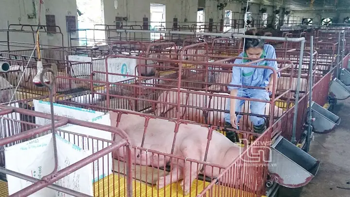 Chăn Gà Bằng Xe Ô Tô