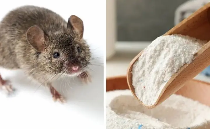 Sử Dụng Bột Tiêu Là Cách Chống Chuột Cho Xe Ô Tô