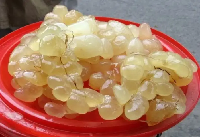 Sử Dụng Mỡ Trăn, Mỡ Bò Để Đuổi Chuột