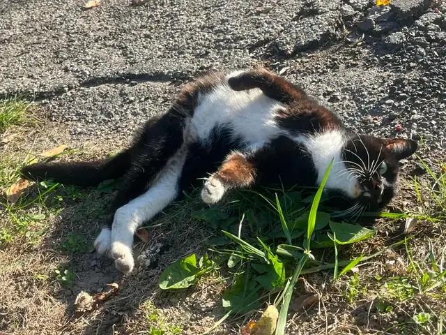 Con Mèo Lái Xe Ô Tô: Sự Thật Về Trào Lưu Deepfake Trên Mạng Xã Hội