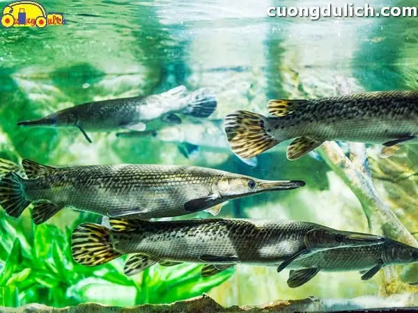 Trải Nghiệm Những Điều Hấp Dẫn Tại Thủy Cung Times City