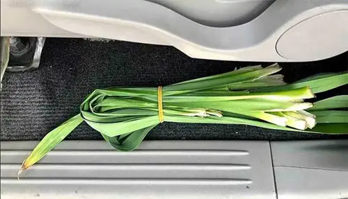 Xử Lý Mùi Hôi Bằng Vật Liệu/chất/sản Phẩm Khử Mùi Thường Có Sẵn Tại Nhà