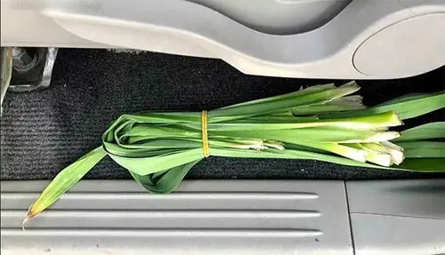 Xử Lý Mùi Hôi Bằng Vật Liệu/chất/sản Phẩm Khử Mùi Thường Có Sẵn Tại Nhà