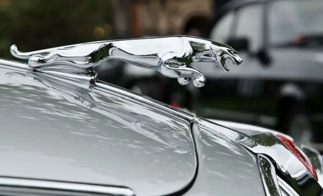 Các Hãng Khác Sử Dụng Biểu Tượng Báo Hoặc Linh Vật Tương Tự