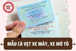 Mẫu Cà Vẹt Xe Ô Tô Mới Nhất 2025: Định Dạng, Thông Tin & Hướng Dẫn Tra Cứu