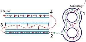 Sơ Đồ Thi Bằng Lái Xe Ô Tô: Kỹ Năng Cần Nằm Lòng Để Vượt Qua Dễ Dàng