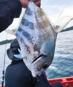 Tour Câu Cá Lớn Phú Quốc, Thuê Tàu Câu Cá Phú Quốc