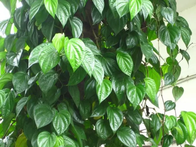 Lá Trầu Không: Giữ Ấm Và Khử Mùi