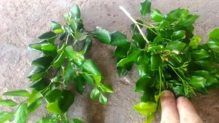 Lá Nguyệt Quế Và Quả Cau: Giữ Tinh Thần Tỉnh Táo