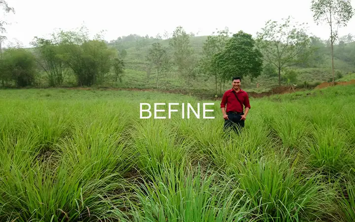 Vùng Nguyên Liệu Trồng Sạch Sản Xuất Tinh Dầu Sả Chanh Befine