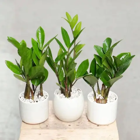 10 Cây Xanh Phong Thủy