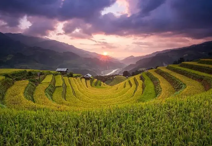 Mù Cang Chải: Thiên Đường Mùa Lúa Chín Vàng